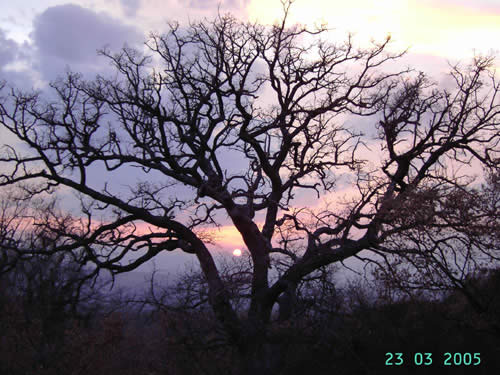 Tramonto dai castagneti di Castel del Piano